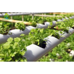 Indoor Farming Custom Soilless NFT Hydroponic System Nutrient Solution