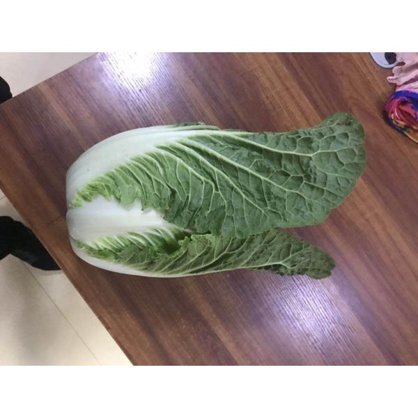 Quality Light Sweet Fresh Chinese Cabbage No Irregular Shape No Mouldy wholesale