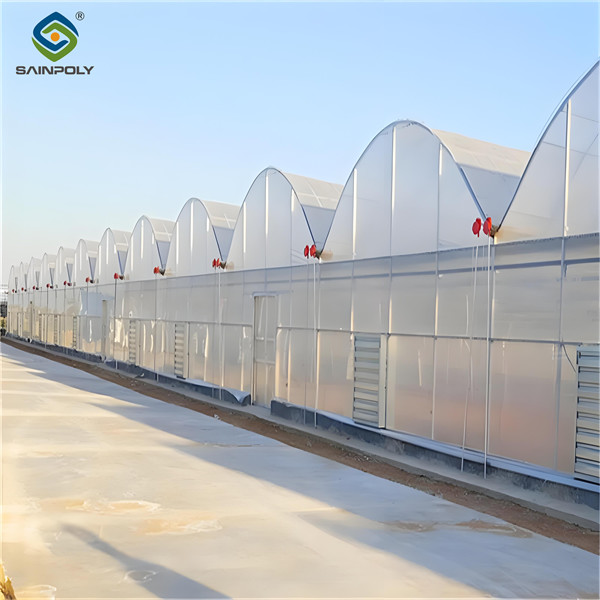 Galvanized Steel Frame Greenhouse multi span greenhouse Film Covering Space Efficient