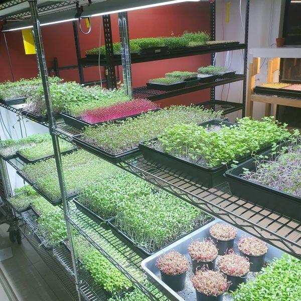 RoHS 80W Eco Farm Grow Light 4foot low heat Led Grow Lights For Indoor Plants