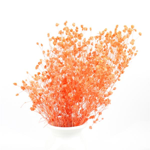 Decorative Natural Dried Pampas Grass , Fresh Keeping Preserved Pampas Grass