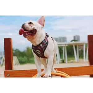 Extra Small Dog Walking Harness Reflective Soft Padded Easy Walk Harness