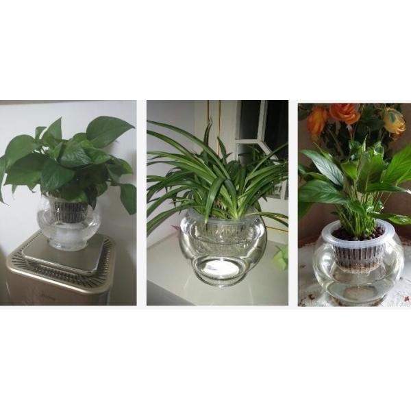 Water culture hydroponic plant glass transparent glass vase container green planter round fish tank water plant plants