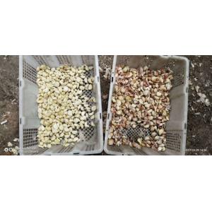 Wenyao Heavy Duty Intelligent RGB CCD Camera Chili Pepper Garlic Color Sorter