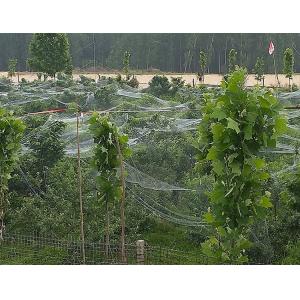 High Quality Plastic Agriculture Protection Anti Hail Netting for Plants