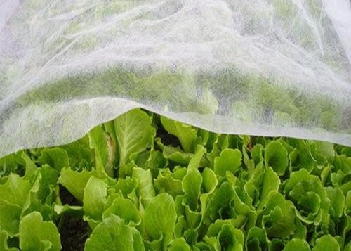 Quality Durable Hydrophilic PP Non Woven Anti Insect Warmth Light Transmission For Agricultural wholesale