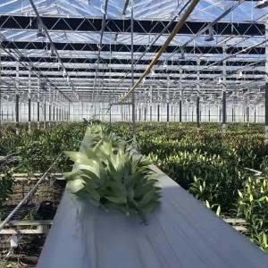 100.000kg Package Gross Weight Glass Greenhouse Hydroponics System with Drip Irrigation