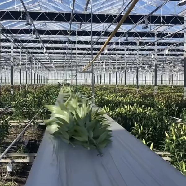 Quality 100.000kg Package Gross Weight Glass Greenhouse Hydroponics System with Drip Irrigation wholesale