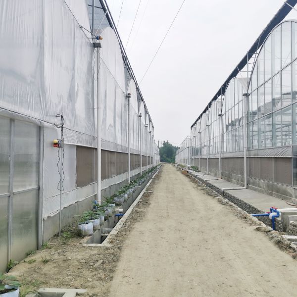 Agriculture Plants Growing Multispan Greenhouse Cooling System With Top / Sides Ventilation