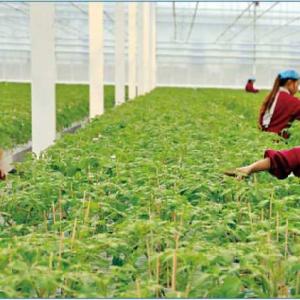 55000PPM Carbon Dioxide Concentration Sensor 5G CO2 Sensor For Greenhouse