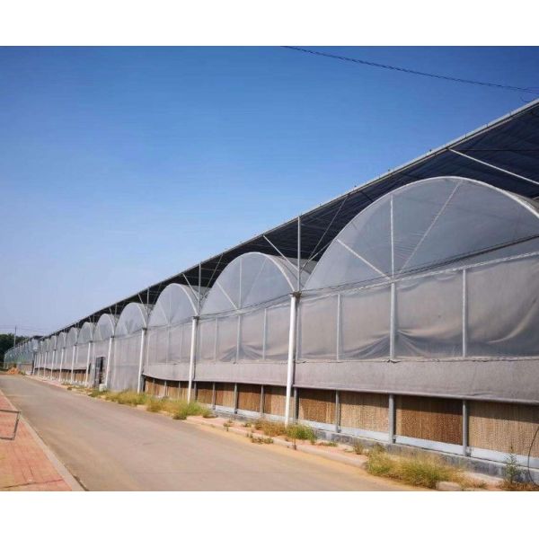 Quality Multi-Span Hydroponic Greenhouse System for Production and Commercial Experimentation wholesale
