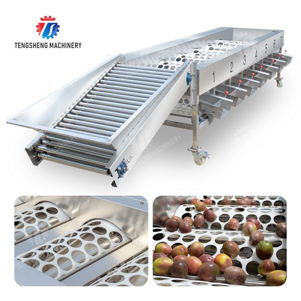 Processing Production Inspecting Grading Fruit Vegetable Onions Saiko persimmon