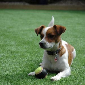 China Eco Friendly Trugrass Pets Turf Animal Mat Safe For Dogs CE SGS Standard on sale