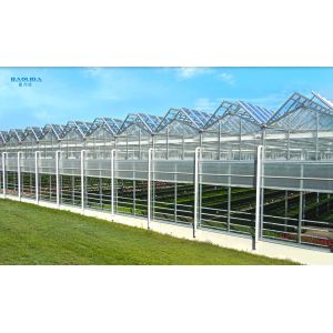 Metal Frame Polytunnel Glass Venlo Type Greenhouse Stabilized 60x90m