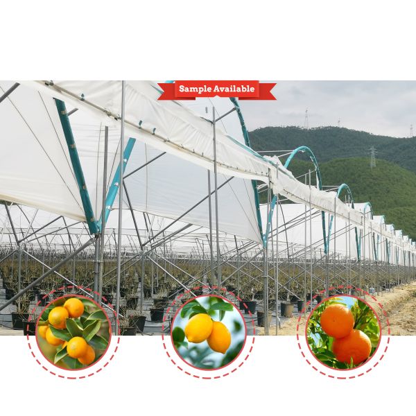 Quality Multi-Span Rain Shelter Greenhouse with PE Film Covering Hot Galvanized Steel Frame and Easily Assembled Design wholesale