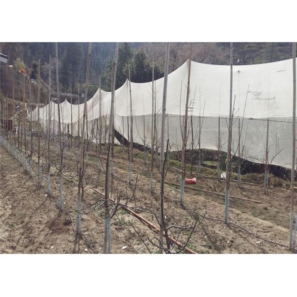 Weatherproof Protection Green Anti Hail Net For Reducing Heat Loss In Greenhouses