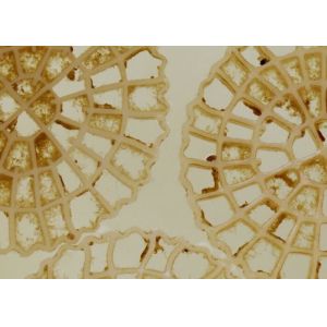 China High Speed Delivery Aeration Technology MBBR Carrier Biochips Municipal Water Treatment on sale