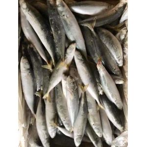 IFS 80-90 BQF Frozen Muroaji Fish For Bait