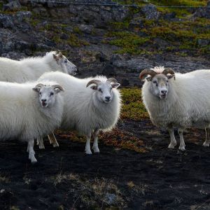 Sheep Manure Organic Fertilizer Production Line 8t/H Automatic Batching