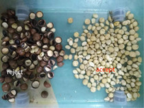 Macadamia Nut Color Sorter Macadamia Separator Macadamia Nut Sorting Grading