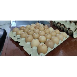 Waste Paper Pulp 200KW Egg Tray Making Machine