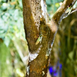 Large Ficus Foliage Artificial Landscape Trees With Lush Green Leaves No