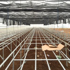 China Easy Maintenance Customizable Deep Water Cycle Hydroponics With Water Chiller on sale