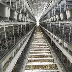 U Type HDG Steel Chicken Food Feeder , 3-8tiers Automatic Feeding System For