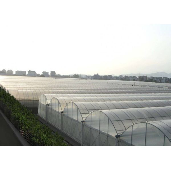 Quality Multi Span Hydroponic Tunnel Plastic Cover Greenhouse wholesale