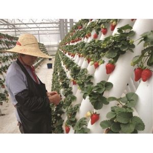 Expertise Hydroponics Aeroponics & Aquaponics System Consultancy Mentoring