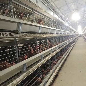 Cheap 128 - 256 Birds / Set Layer Chicken Cage 120 * 60 * 70cm Size With Running Feeder for sale