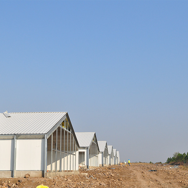 Quality Poultry farm Henhouse turnkey solution wholesale