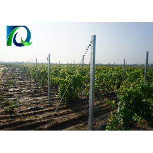 Metal Vine Plants Vineyard End Posts With C Type Provide Full Accessories