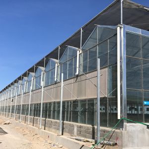Cheap Large Size Transparent Glass Greenhouse Super Strong Resistance and Hydroponics System for sale