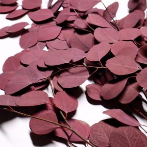 Soft Real Dried Eucalyptus Leaves Can Last 3-5 Years For Decoration