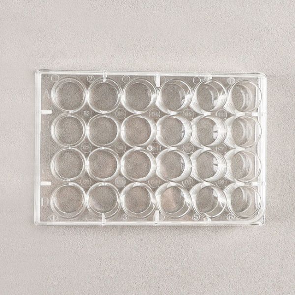 Non Treated Micro 24 Well Cell Culture Plate With Insert