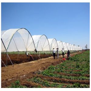 Single Layer Rain Shelter Greenhouse with Small Spire Top or Round Top for Grape