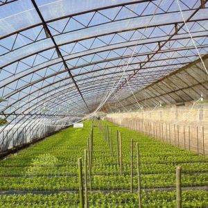 2000.000kg Tomato and Cucumber Cultivation Sunlight Greenhouse Solution with