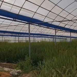Customized Multi-Span Greenhouse Yield Solution for Hydroponic Vegetable
