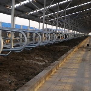 Modern Light Steel Frame Horse Barns , Steel Structure Building Cattle Shed