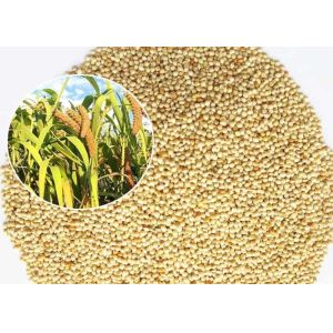 China Mini Size Bird Food For Small Birds , White Millet Seed Premium Quality on sale