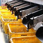 Automatic Kumquat Fruit Sorting Machine With PLC Control And 99.9% Accuracy