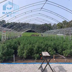China Double Arch Side Ventilation Single Span Greenhouse For Agriculture Strawberry Growing on sale