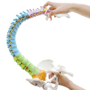 Colored Spine Anatomical Skeleton Model Pelvis Femur Heads