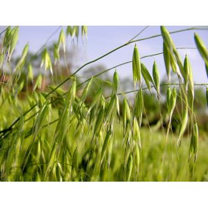 AOAC 70% Beta Glucan Oat extract Powder/ Oat P.E. Oat extract,oat extract