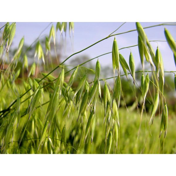 AOAC 35% Beta Glucan Oat extract Powder/ Oat P.E. Oat extract/oat extract