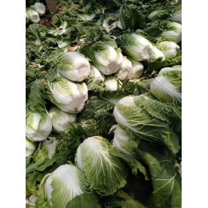 China Lower Blood Pressure Green Flat Head Cabbage Low In Calories Rich Vitamin C on sale