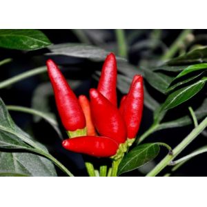 Tianjin Red Chilies Authentic Spicy Flavor from China