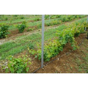 Professional Metal Grape Stakes , Vineyard Line Posts Used In Winery
