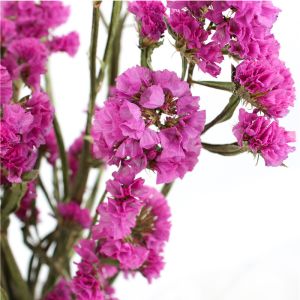 Forget Me Not Limonium Statice Flower , Everlasting Preserved Fresh Flower